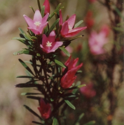 Crowea exalata (Crowea) at Bournda, NSW - 17 Jan 1992 by robndane