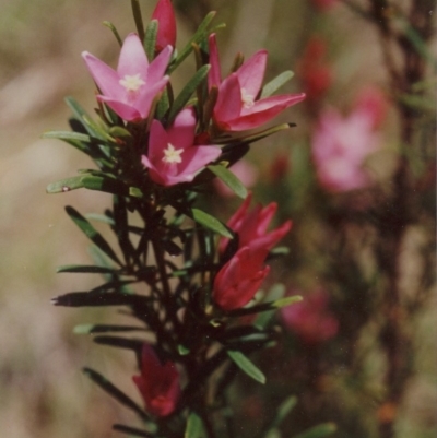 Crowea exalata (Crowea) at Bournda, NSW - 16 Jan 1992 by robndane