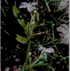 Dampiera stricta (Blue Dampiera) at Tura Beach, NSW - 21 Sep 1992 by robndane