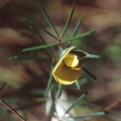 Gompholobium glabratum (Dainty Wedge Pea) at Bournda, NSW - 21 Sep 1992 by robndane
