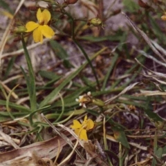 Goodenia humilis (Swamp Goodenia) at Nelson, NSW - 22 Nov 1991 by robndane