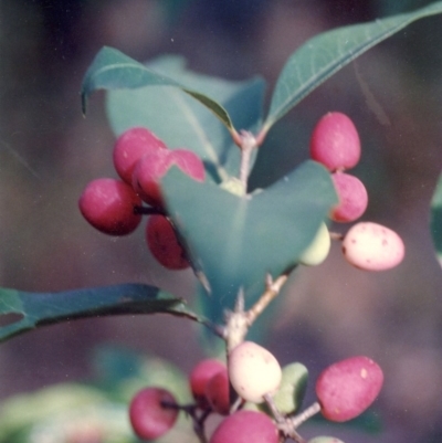 Notelaea venosa (Large Mock Olive) at Cuttagee, NSW - 15 Jan 1991 by robndane