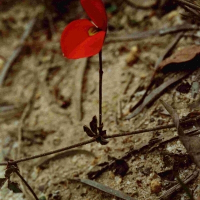 Kennedia prostrata (Running Postman) at Bournda, NSW - 15 Sep 1992 by robndane