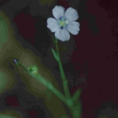 Linum marginale (Native Flax) at Tathra, NSW - 9 Dec 1992 by robndane