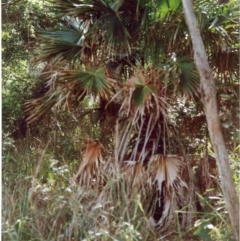 Livistona australis (Australian Cabbage Palm) at Tathra, NSW - 12 Jun 1992 by robndane