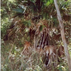 Livistona australis (Australian Cabbage Palm) at Tathra, NSW - 11 Jun 1992 by robndane