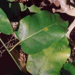 Leichhardtia rostrata (Milk Vine) at Bournda, NSW - 29 Dec 1992 by robndane