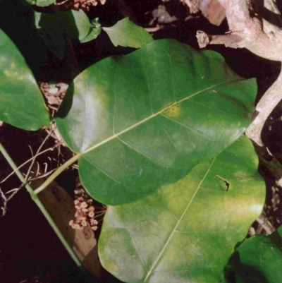 Leichhardtia rostrata (Milk Vine) at Bournda, NSW - 29 Dec 1992 by robndane