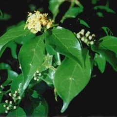 Gynochthodes jasminoides (Sweet Morinda) at Tathra, NSW - 19 Dec 1992 by robndane