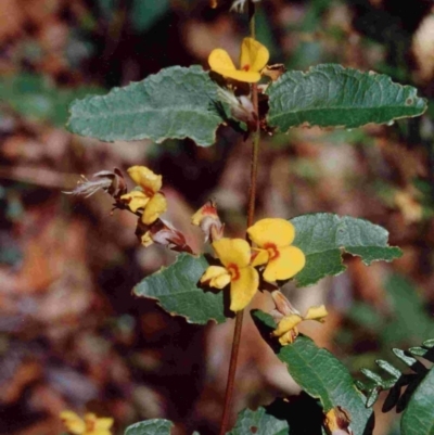 Platylobium parviflorum (Small-flowered Flat-pea) at Wallagoot, NSW - 20 Sep 1992 by robndane