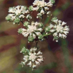 Poranthera corymbosa (Clustered Poranthera) at Deua, NSW - 17 Dec 1991 by robndane