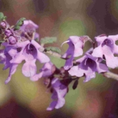 Prostanthera incisa (Cut-leaf Mint-bush) at Bournda, NSW - 31 Aug 1991 by robndane