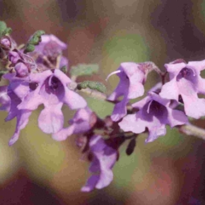 Prostanthera incisa (Cut-leaf Mint-bush) at Bournda, NSW - 31 Aug 1991 by robndane