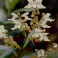 Prostanthera lasianthos (Victorian Christmas Bush) at Deua, NSW - 18 Dec 1991 by robndane