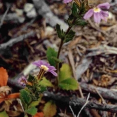 Scaevola aemula (Common Fan-flower) at Tathra, NSW - 18 Nov 1991 by robndane