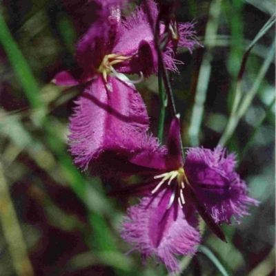 Thysanotus tuberosus (Common Fringe-lily) at Wallagoot, NSW - 10 Dec 1992 by robndane