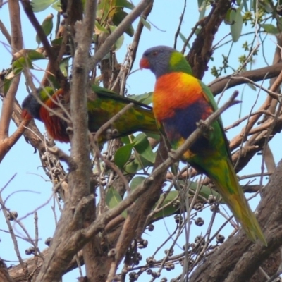 Trichoglossus moluccanus (Rainbow Lorikeet) at Bermagui, NSW - 1 May 2012 by robndane