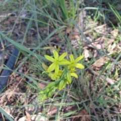Bulbine bulbosa (Golden Lily) at Wolumla, NSW - 11 May 2012 by PatriciaDaly