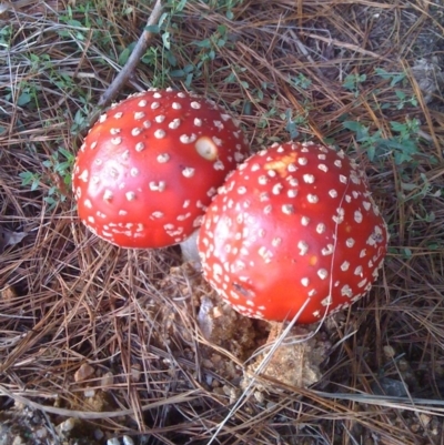 Amanita muscaria (Fly Agaric) at Wolumla, NSW - 9 May 2012 by PatriciaDaly