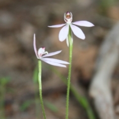 Caladenia carnea (Pink Fingers) - 1 Jan 1900 by KerryVance