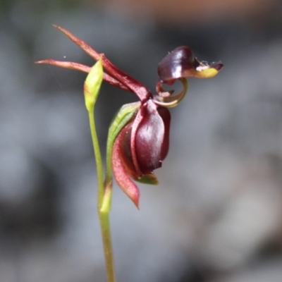 Caleana major (Large Duck Orchid) - 1 Jan 1900 by KerryVance