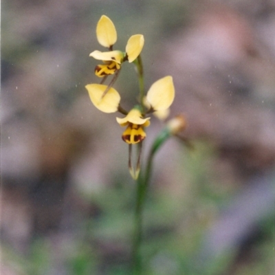 Diuris sulphurea (Tiger Orchid) at - 4 Nov 2004 by KerryVance