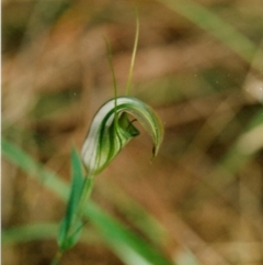 Pterostylis grandiflora (Cobra Greenhood) - 1 Jan 1900 by KerryVance