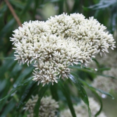 Cassinia trinerva (Three-veined Cassinia) at Tathra, NSW - 26 Dec 2008 by KerryVance