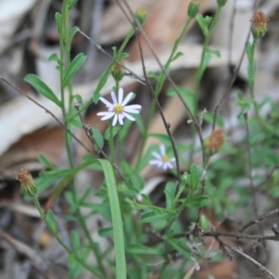 Vittadinia cuneata var. cuneata (Fuzzy New Holland Daisy) at Tathra, NSW - 28 Dec 2008 by KerryVance