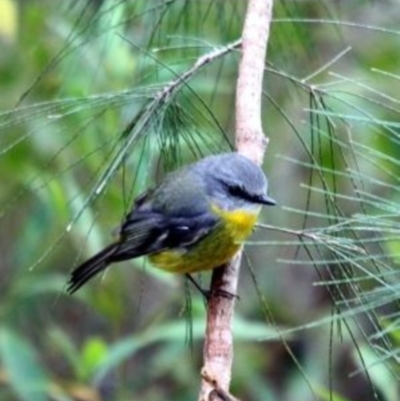 Eopsaltria australis (Eastern Yellow Robin) at Kalaru, NSW - 29 Aug 2012 by sassyskink