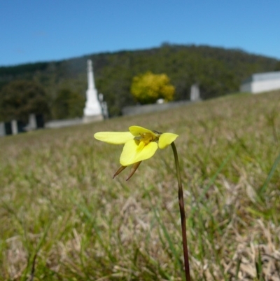Diuris chryseopsis (Golden Moth) at Towamba, NSW - 18 Sep 2012 by GlendaWood