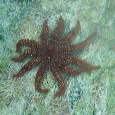 Coscinasterias muricata (Eleven-armed Seastar) at The Blue Pool, Bermagui - 11 Jan 2013 by robndane