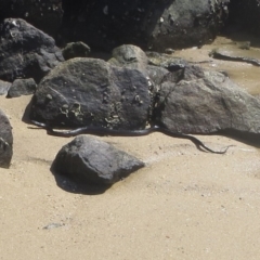 Pseudechis porphyriacus (Red-bellied Black Snake) at Bermagui, NSW - 20 Feb 2013 by robndane