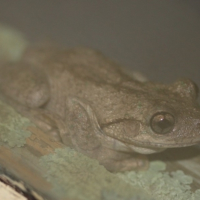 Litoria peronii (Peron's Tree Frog, Emerald Spotted Tree Frog) at Tathra Public School - 31 Jan 2013 by KerryVance