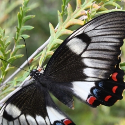 Papilio aegeus (Orchard Swallowtail, Large Citrus Butterfly) at Tathra Public School - 27 Oct 2012 by KerryVance