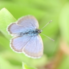 Zizina otis (Common Grass-Blue) at Tathra Public School - 2 Jan 2011 by KerryVance