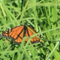 Danaus plexippus (Monarch) at Tathra, NSW - 12 Apr 2012 by KerryVance