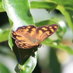 Heteronympha banksii (Banks' Brown) at Tathra, NSW - 18 Mar 2012 by KerryVance