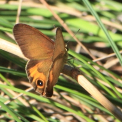 Hypocysta metirius (Brown Ringlet) at Tathra, NSW - 28 Mar 2011 by KerryVance