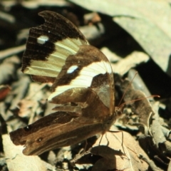 Heteronympha mirifica (Wonder Brown) at Tathra, NSW - 9 Apr 2012 by KerryVance