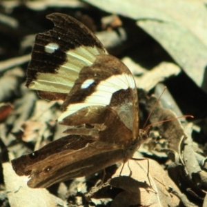 Heteronympha mirifica at Tathra, NSW - 9 Apr 2012 12:00 AM