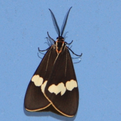 Nyctemera amicus (Senecio Moth, Magpie Moth, Cineraria Moth) at Tathra Public School - 17 Oct 2012 by KerryVance