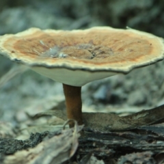 Sanguinoderma rude (Red-staining Stalked Polypore) at Tathra, NSW - 9 Apr 2012 by KerryVance