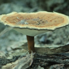 Sanguinoderma rude (Red-staining Stalked Polypore) at Tathra, NSW - 8 Apr 2012 by KerryVance