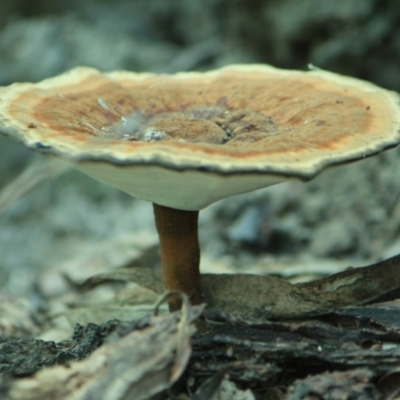 Sanguinoderma rude (Red-staining Stalked Polypore) at Tathra, NSW - 9 Apr 2012 by KerryVance
