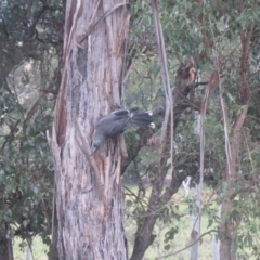 Strepera versicolor (Grey Currawong) at Wolumla, NSW - 12 May 2013 by PatriciaDaly