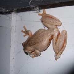 Litoria peronii (Peron's Tree Frog, Emerald Spotted Tree Frog) at Bermagui, NSW - 30 Mar 2012 by Robyn.Lawrence@csiro.au