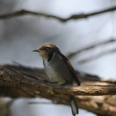 Phylidonyris pyrrhopterus (Crescent Honeyeater) at Eden, NSW - 23 Jul 2013 by kelpie