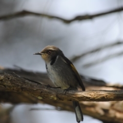 Phylidonyris pyrrhopterus (Crescent Honeyeater) at Eden, NSW - 22 Jul 2013 by kelpie