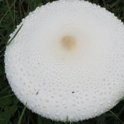 Amanita farinacea (Amanita farinacea) at Wolumla, NSW - 17 Feb 2011 by PatriciaDaly